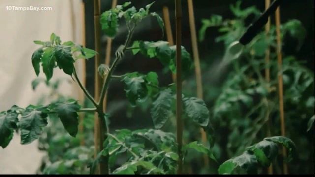 Heinz debuts ketchup with tomatoes grown in Mars-like conditions смотреть онлайн