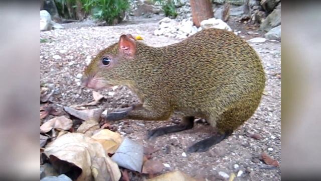 Cute AGOUTI Mexico, Playa del Carmen смотреть онлайн