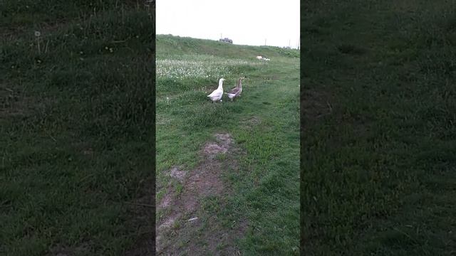 Один серый, другой-белый.Два веселых гуся #нашигусыни #гуси #гагага смотреть онлайн