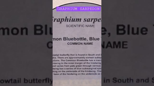 GRAPHIUM SARPEDON смотреть онлайн