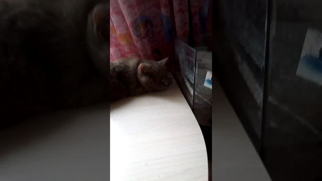 Мадмуазель сопит смотреть онлайн