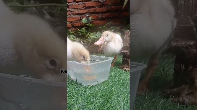 money blackpink cute ducks #blackpink #cuteducklings #duck#lisa#shorts смотреть онлайн