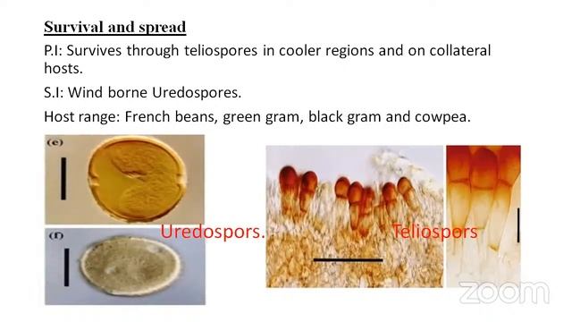 DISEASES OF BEANS смотреть онлайн