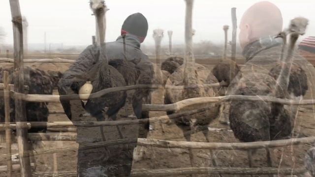 ГУСИ-ГІГАНТИ???!!! ХОЧЕМО СТРАУСІВ! смотреть онлайн