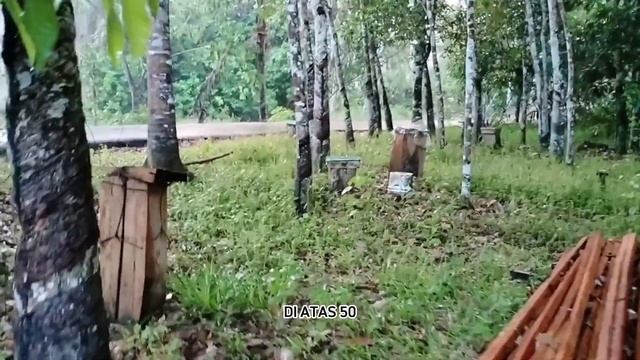 "Pemuda Dayak Sukses Budidayakan Madu Kelulut di Lereng Gunung Meratus" смотреть онлайн