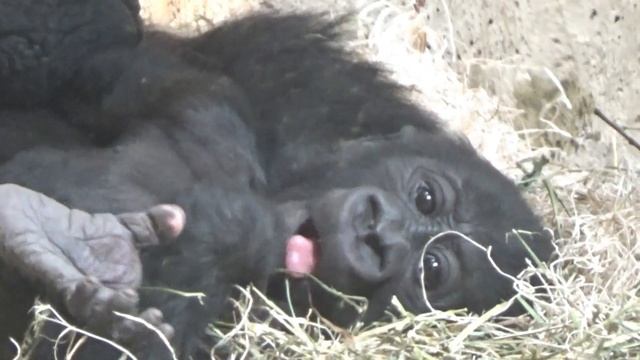 Baby Gorilla - Kayembe #7, #babygorillas смотреть онлайн