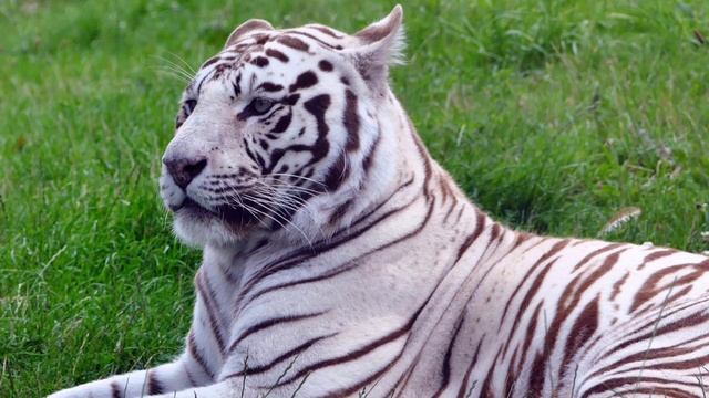 Tiger 🐯🐅 Sound Effect 🤯 HD Quality video Use Earphone смотреть онлайн