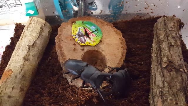 A pair of male stag beetles (Dorcus titanus) смотреть онлайн