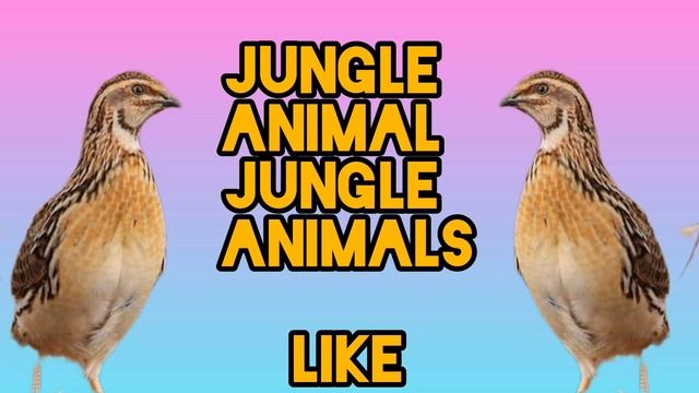 бедана сайраши Bedana Sayrashi Quail Sounds  بٹیر کی آواز