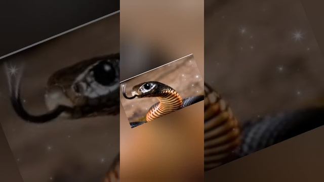 Эдит Змеи И Пауки)). смотреть онлайн