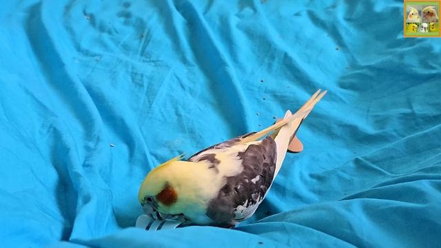 Funny Parrotszotti 193. Life of Cockatiels and budgies. Жизнь корелл и волнистых попугаев смотреть онлайн