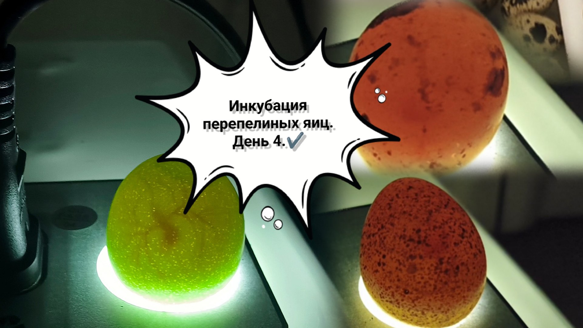 Овоскопирование яиц.Этапы развития перепелов смотреть онлайн