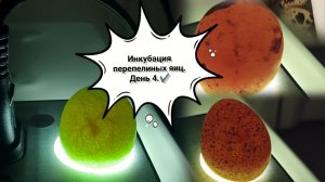 Овоскопирование яиц.Этапы развития перепелов