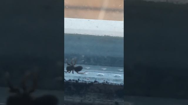 Паук Фоня смотреть онлайн