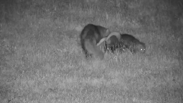 Djuma: White-tailed Mongoose and two wee ones with her - 01:42 - 12/01/21 смотреть онлайн