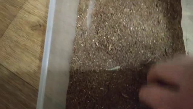 Zophobas morio offspring смотреть онлайн