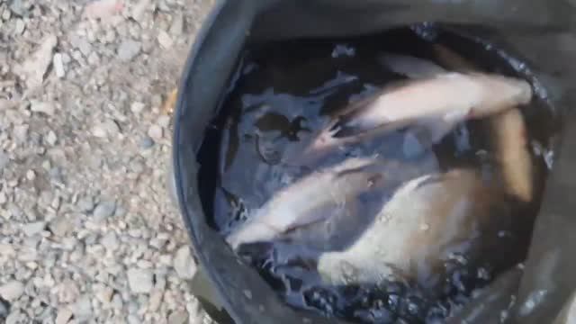 Рыбалка на белоярке с ночёвкой. смотреть онлайн