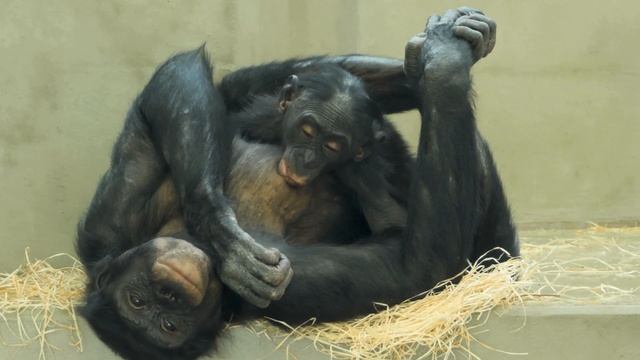 Интересные факты о бонобо
