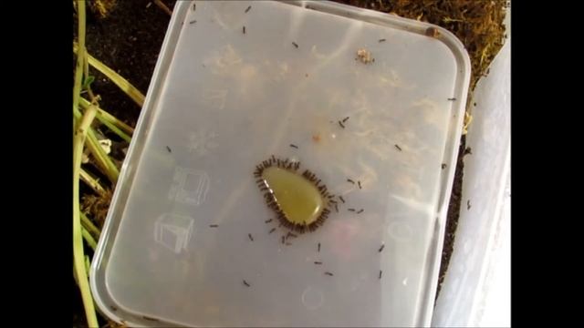 Tetramorium sp. drinking honey - Time lapse (x64) смотреть онлайн