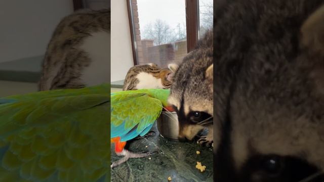 #shorts #funny #hungry #food Raccoon Marcel very tasty champs at the camera. смотреть онлайн