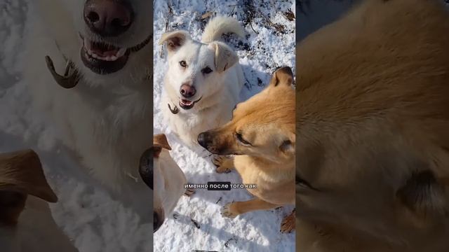 Снежке нужен дом! Она приучена жить в квартире , но вынуждена жить в вольер в приюте среди всех. смотреть онлайн