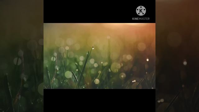 Эволюция скинов в wild craft(волк,лиса и гепард) смотреть онлайн