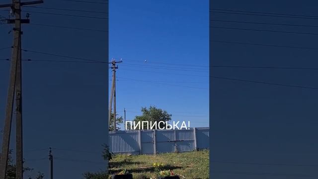 Южные голуби, так и ругаемся 🤭 смотреть онлайн