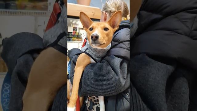 Еще один наш 4х лапый гость.Собака которая от природы не лает,порода басенджи. смотреть онлайн
