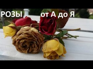 Розы от А до Я