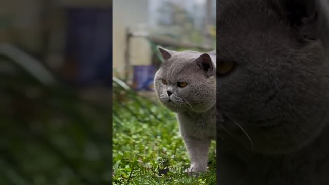 •BIGBOB• #shorts #shortvideo #bshcatsofinstagram #kucingbritishshorthair #bsh #kucingbritish смотреть онлайн