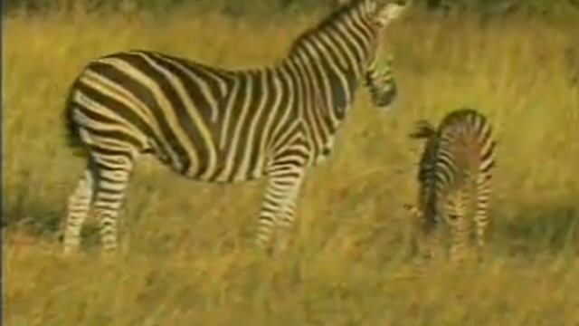 2-9-09 Baby Zebra and Wildebeest смотреть онлайн