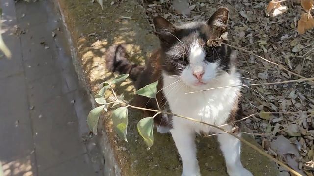 Кипрский кот тянет лапы, зевает пьёт воду 😸 Funny cute Cypriot cat yawns 😹 Lustige katze Kucing luc смотреть онлайн