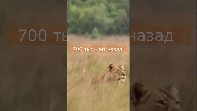 Одни из самых страшных хищников смотреть онлайн