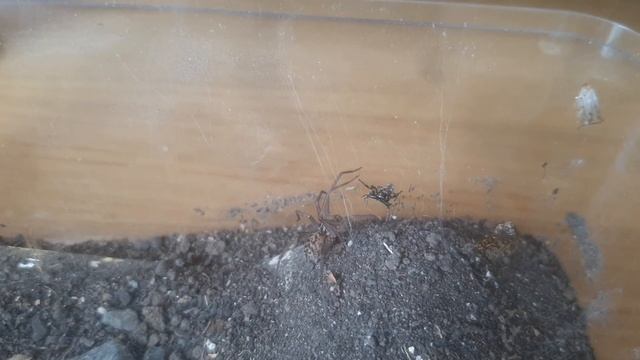 Zebra Spider vs Young Giant House Spider смотреть онлайн