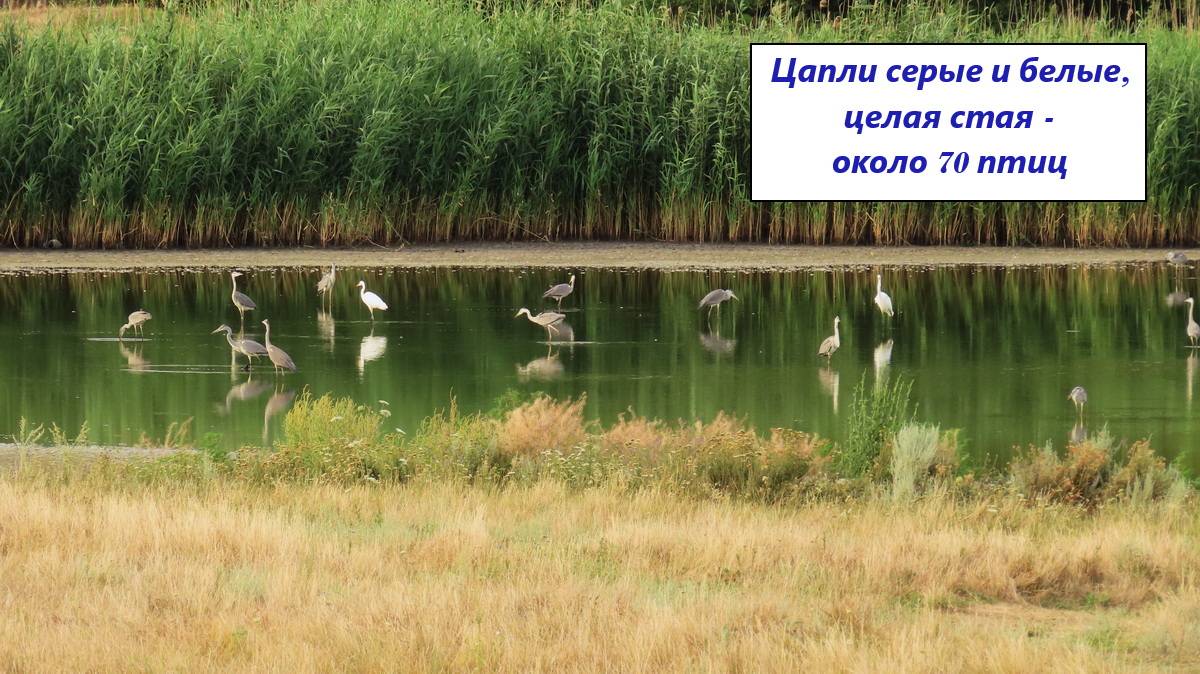 Стая цапель около 70 птиц - в небе и на отмели. Серые и белые цапли. Июль 2024 смотреть онлайн