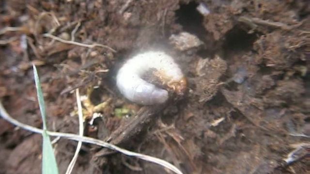 Scarabaeidae [larva] смотреть онлайн