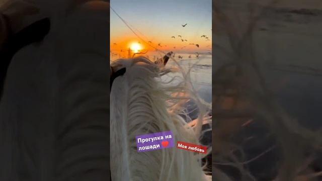 Прогулка на лошадях🐴#travel#море#shorts смотреть онлайн