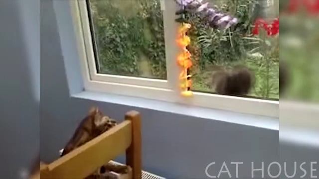 |FUNNY CATS #2| СМЕШНЫЕ КОТЫ!!! Приколы с кошками #2 смотреть онлайн