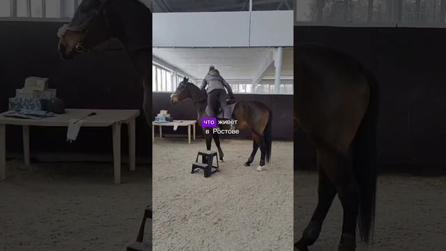 1 часть нашего с Ведой знакомства #лошади#конныйблог#equestrianart#конныймир#horse смотреть онлайн