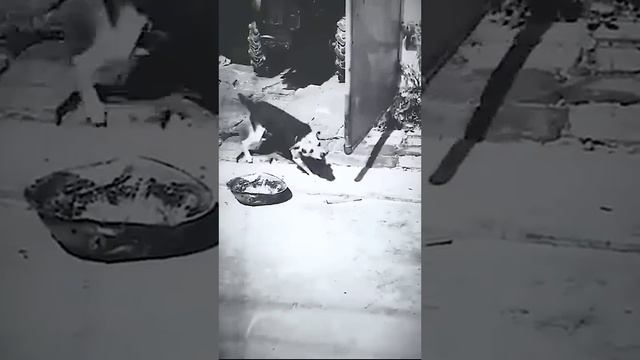 Вот это собака!Вот это помощник! смотреть онлайн
