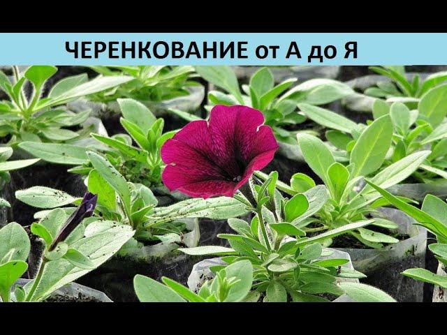 Черенкование от А до Я. смотреть онлайн