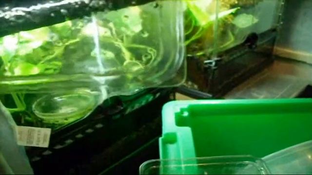 New Tarantula смотреть онлайн