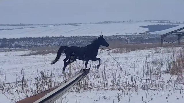 Либерия лошадь на снегу смотреть онлайн