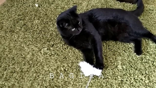 Знакомство с кошками смотреть онлайн