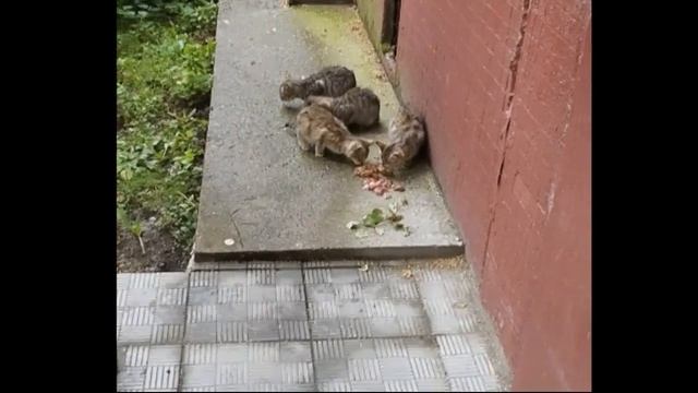 Спасите малышей с улицы смотреть онлайн