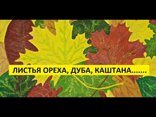Листья ореха, дуба, каштана........годятся для мульчирования? смотреть онлайн