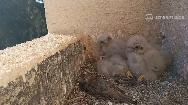 Common Kestrel nest | Гнездо сокола пустельги смотреть онлайн