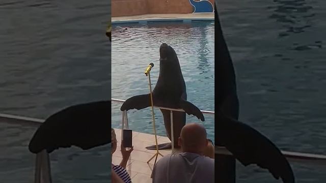 Морской лев поёт песню - смешное видео, Sea lion sings opera - Funny video смотреть онлайн