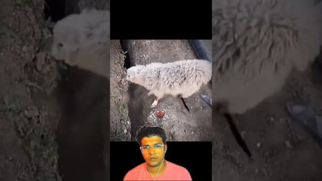 Mr Beast boy 😍 Funny Sheep 🐑 Went to The Hole 😮😮 #shorts #youtubeshorts #viral смотреть онлайн