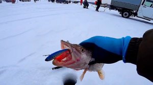 РЫБАЛКА НА СУДАКА ЗИМОЙ!СУДАК И В ГЛУХОЗИМЬЕ КЛЮЕТ...